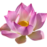 lotus