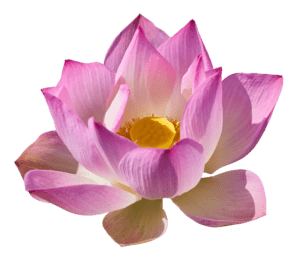 lotus