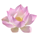 Lotus_Faded-removebg