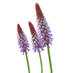 Wildflowers_Faded-removebg-preview