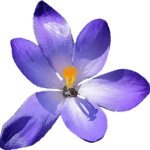 crocus-g445b2759a_1280