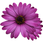 flower-marigolds-g42e0141d1_1920