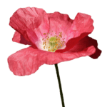 poppy--removebg