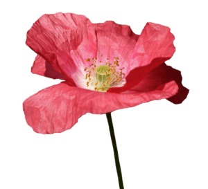 poppy--removebg