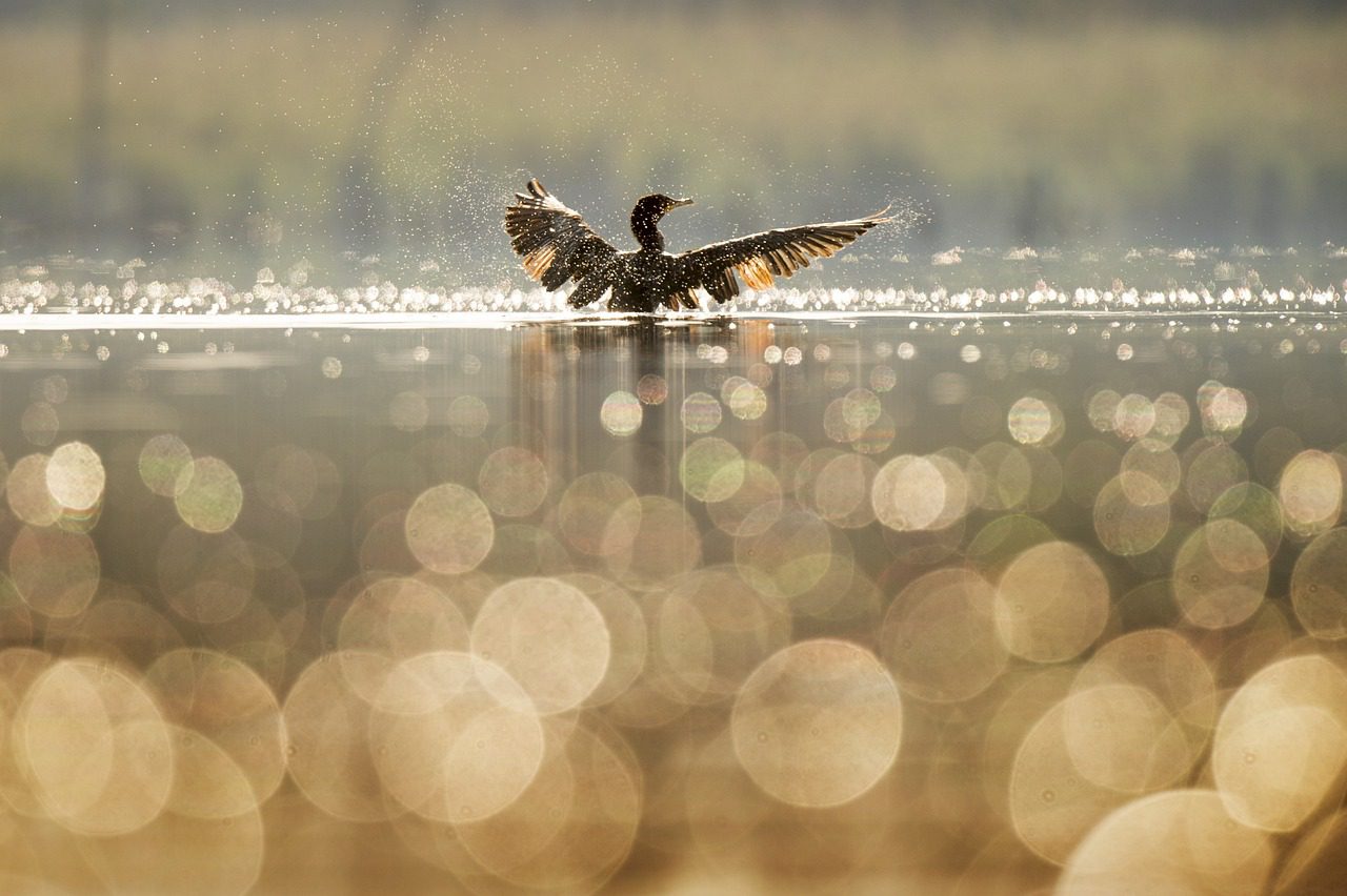 bird-g6c354e8e3_1280